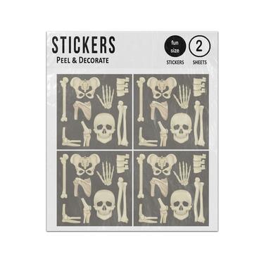 Picture of Human Bones Hand Hip Shoulder Joints Skull Collection Sticker Sheets Twin Pack