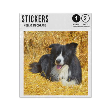 Picture of Border Collie Sticker Sheets Twin Pack