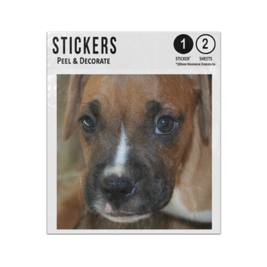 Picture of Boxer Dog Puppy Sticker Sheets Twin Pack