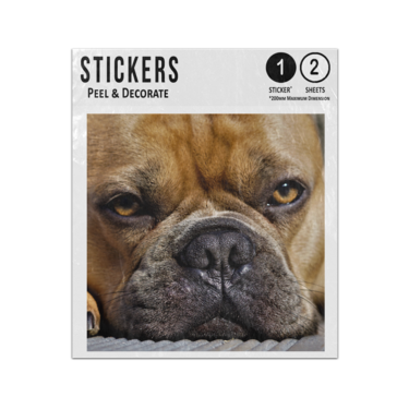 Picture of Brown French Bulldog Sticker Sheets Twin Pack