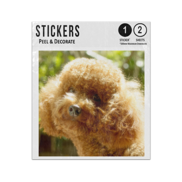 Picture of Brown Standard Poodle Sticker Sheets Twin Pack
