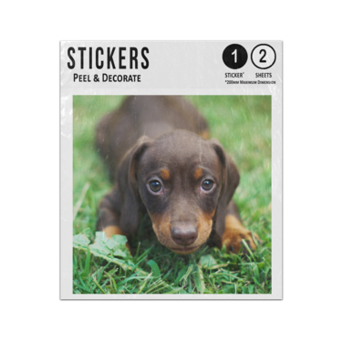 Picture of Dachshund Puppy Sticker Sheets Twin Pack