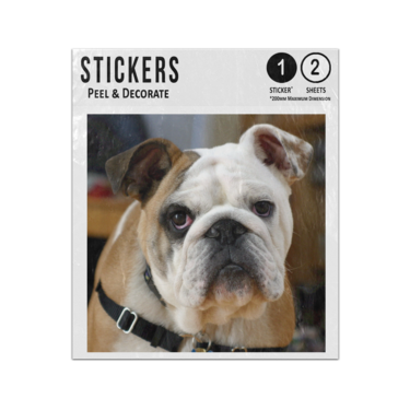 Picture of English Bulldog Sticker Sheets Twin Pack