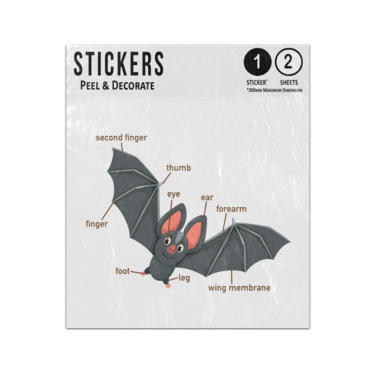 Picture of Bat Animal Anatomy Body Parts Preschool Illustration Sticker Sheets Twin Pack