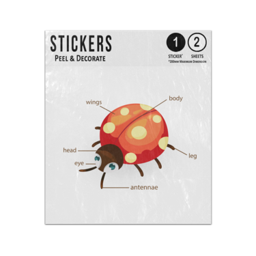 Picture of Ladybug Animal Anatomy Body Parts Preschool Illustration Sticker Sheets Twin Pack