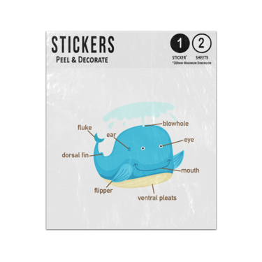 Picture of Whale Animal Anatomy Body Parts Preschool Illustration Sticker Sheets Twin Pack