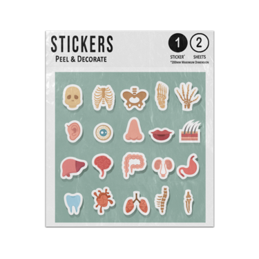 Picture of Human Anatomy Body Part Flat Elements Collection Sticker Sheets Twin Pack